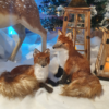 Renard Rox Noël - Assis