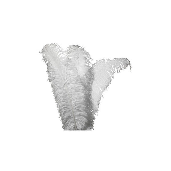 20012 Location plumes d'autruche