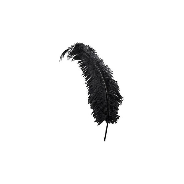 20013 Location plumes d'autruche