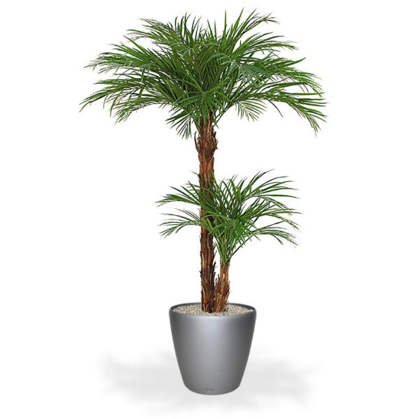 Location palmier 2m20