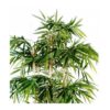 Location plante Bambou New Artificiel