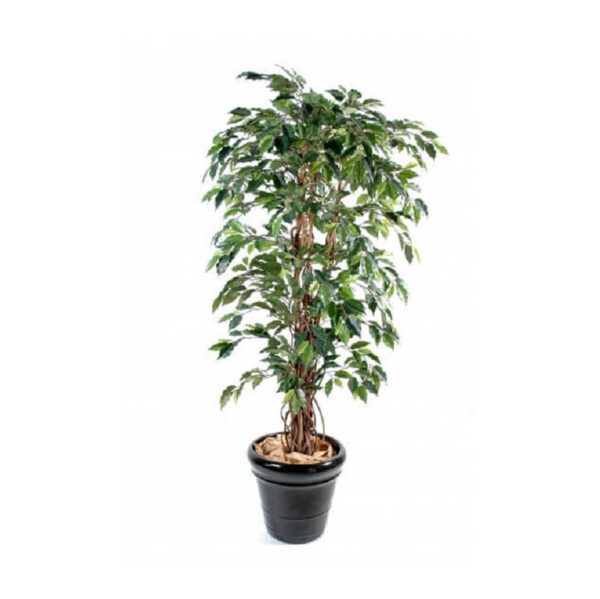 Location ficus artificiel H150cm