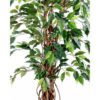 Location ficus artificiel H150cm