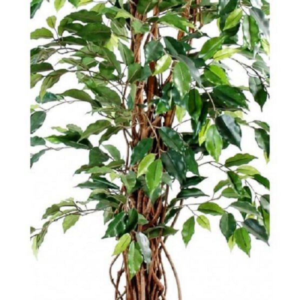 Location ficus artificiel H150cm