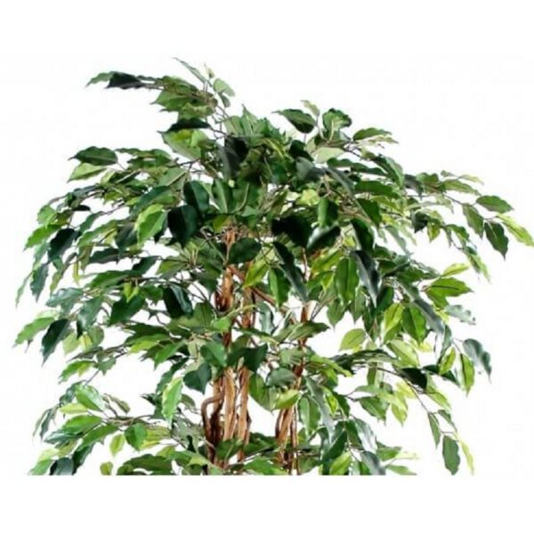 Location ficus artificiel H150cm