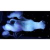 Location ours blanc en peluche géant H 185 cm