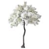 Location arbre cerisier blanc H2m70