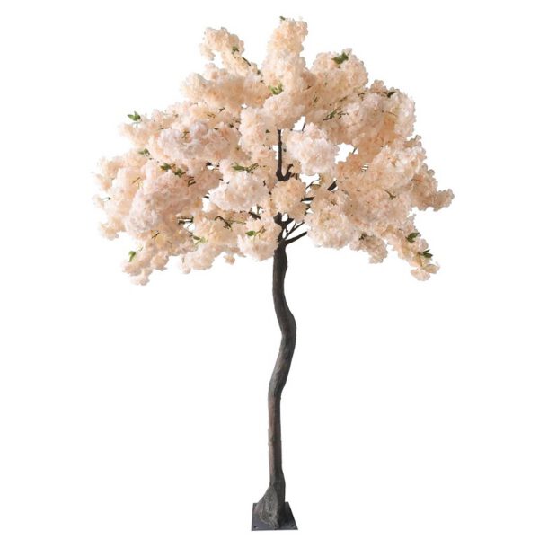 Location arbre cerisier pêche H2m70