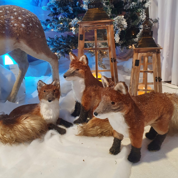 Renard Rox Noël - Assis
