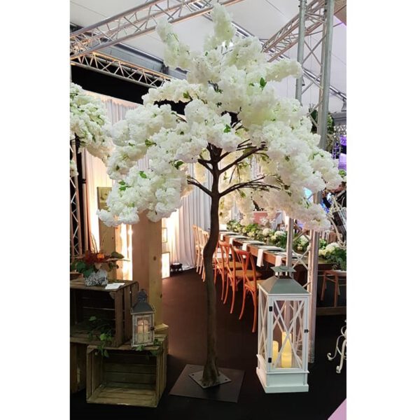 Location arbre cerisier blanc H2m70
